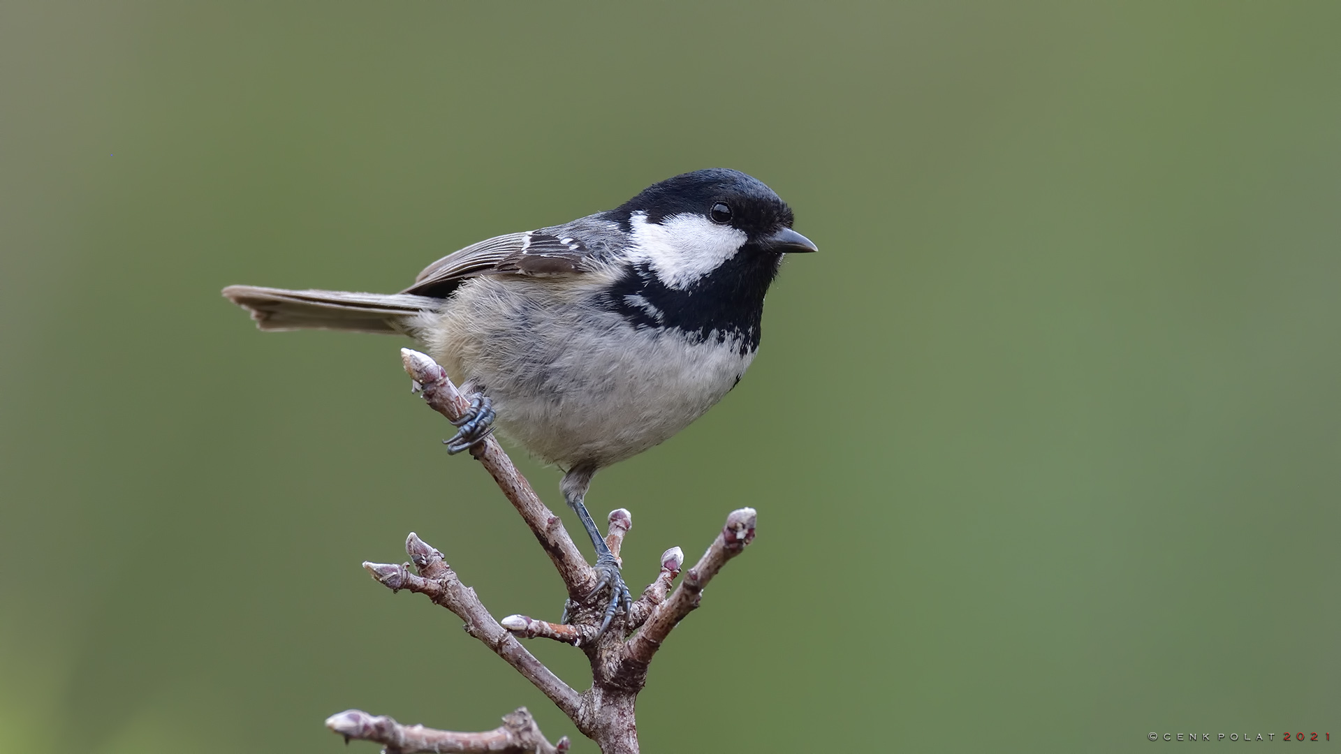 Coal Tit